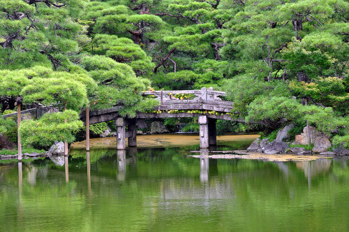 Bridge Amongst Pine Trees