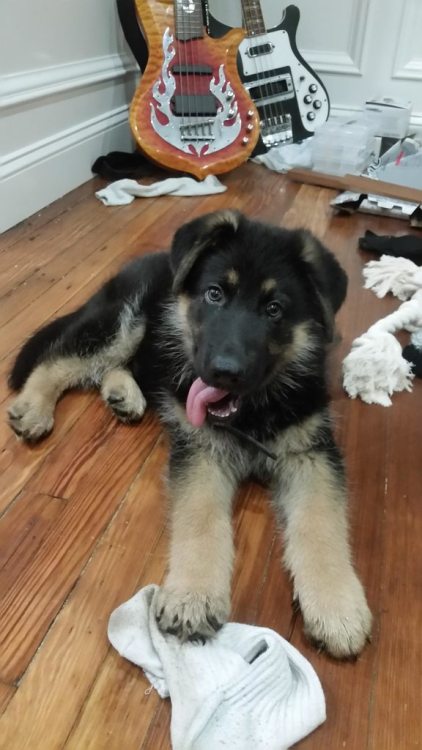 Our new German Shepherd, Benny