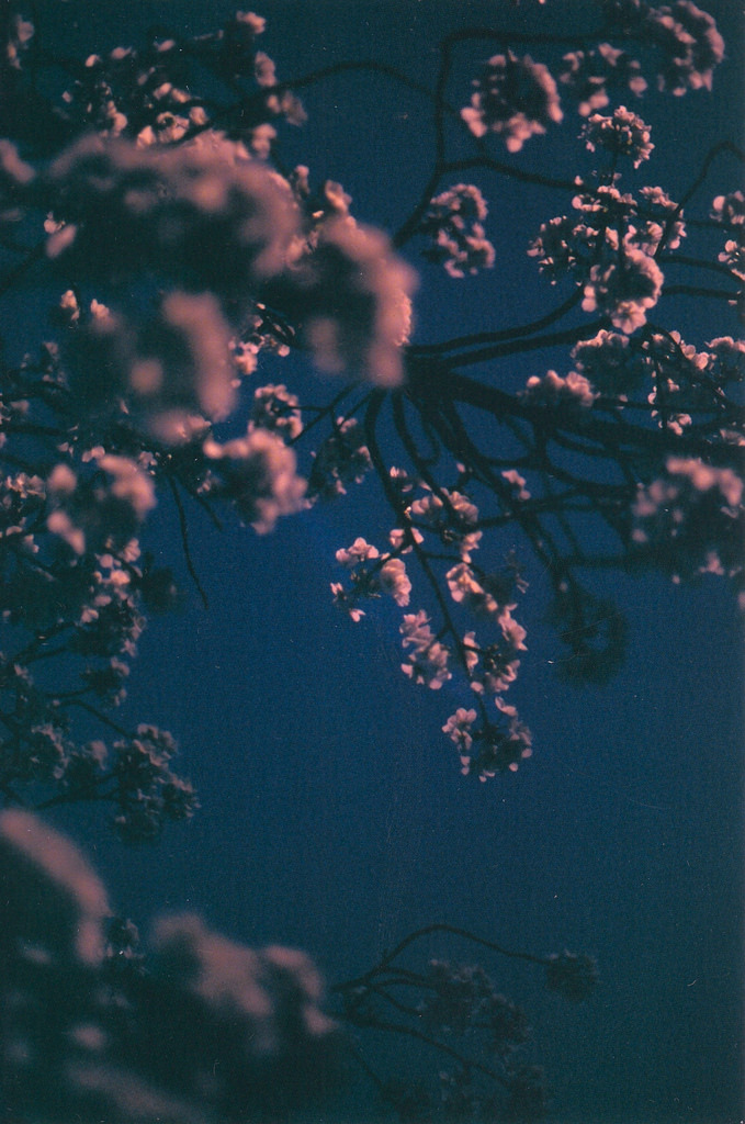 bavarde:  by Toby.harvard  