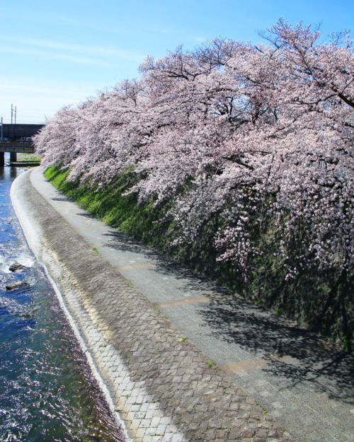 【京都府】鴨川桜ぶわぁ～ . ４月になりました . （2022/04/01） . #鴨川 #京都鴨川 #鴨川の桜 #塩小路 #塩小路橋 #春の京都のお気に入り #桜2022 #鴨川沿い #京都の桜 #