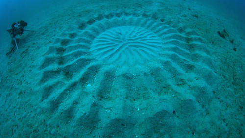 Japanese pufferfish make crop circle like designs in the sandy seabed floor.