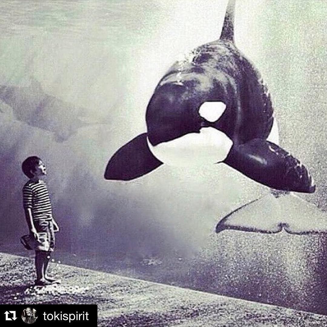 An epic milestone for the cetacean world today, more specifically, the beloved orcas