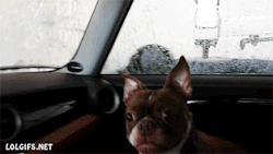 onlylolgifs:  dog’s first time at the carwash