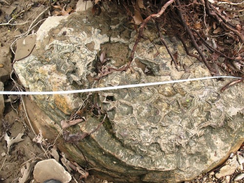 arockmaniac:Giant Septarian Nodules in situ.  Denton County, Texas.  It’s hard to se