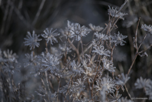 Staying Frosty: Crystallized Leaves, Asters and Forests, Grand Teton National Park, Wyomingriverwind