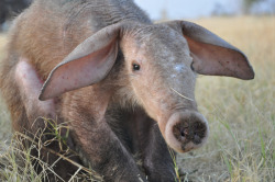 evnw:  consolation:  edge-of-existence-edge:  The term “aardvark” comes from the Afrikaans meaning “earth pig” or “ground pig”.  It has also been colloquially called “African ant bear” or “Cape anteater”.  In reality, however,