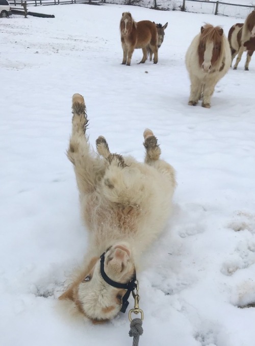 bridle:I tried to teach Seb how to lead but instead he had a tantrum and threw himself into the snow