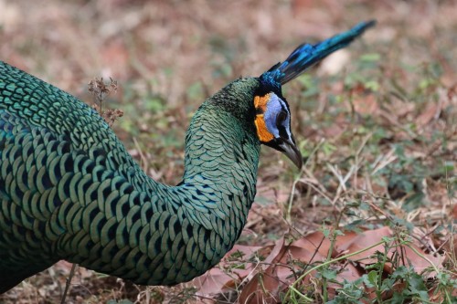 perfect-plumage:Green Peafowl (Pavo muticus) © Ken McKenna