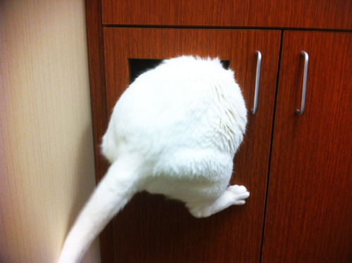 boredpanda:    Cats Who Just Realized You Took Them To The Vet  