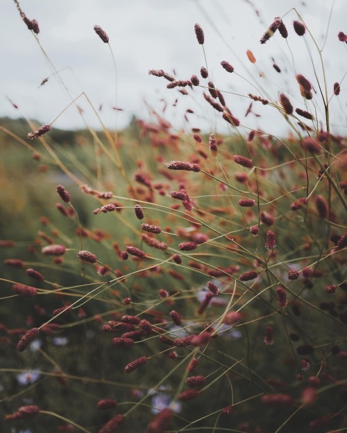 Instagram | Thewildwoodmoth