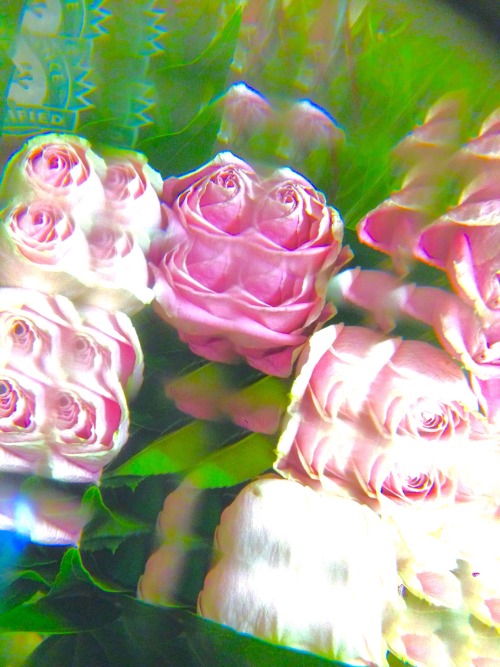 kelseygocio: Distorted roses