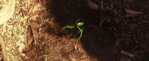 disneypixar:  The smallest seed can make the biggest difference.