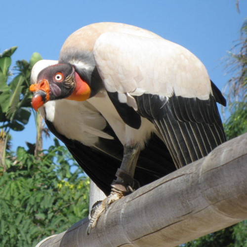 edge-of-existence-edge: The king vulture’s scientific name is Sarcoramphus papa; Sacroram