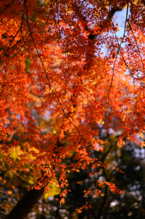 muratagawa:maple leavesKoganei Park, Tokyo, December 2021