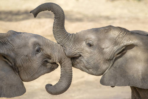 There is an increase in orphaned elephants in northern Kenya due to severe drought, floods, human-el