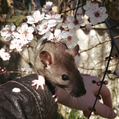 More of this girl because her colours compliment the blossoms so nicely (and I&rsquo;m in love with 