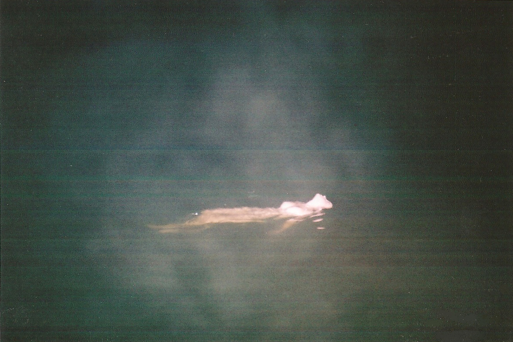 nevver:  Sink or swim 