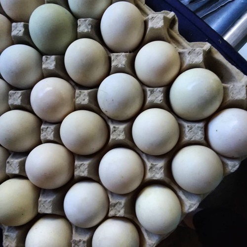 Duck eggs Bigger, richer, larger yolks than chicken eggs. Duck eggs are delicious! #duck #ducksofins