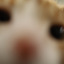 sweetsummersausage