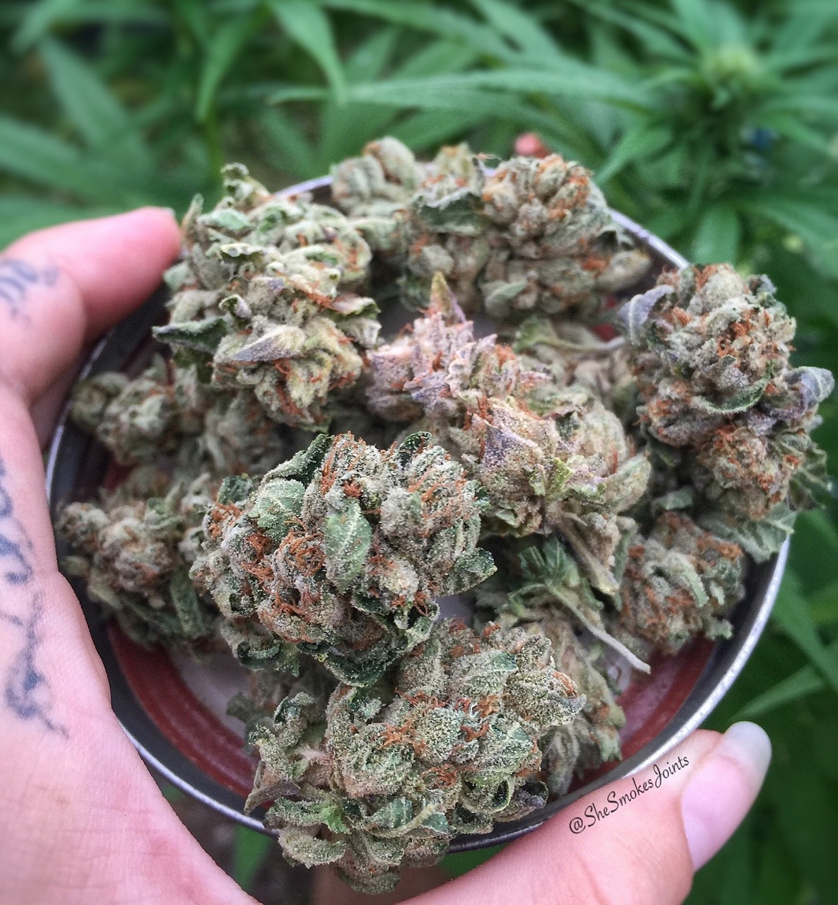 shesmokesjoints:  Ya’ll are missin out…. This Jew Gold is so incredibly tasty!