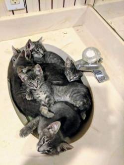 catasters:How Many Cats in the Sink? Make Your Bets…