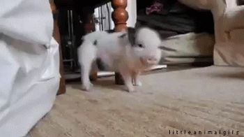 Cute Little Animal gifs — Wink and dance (Source)