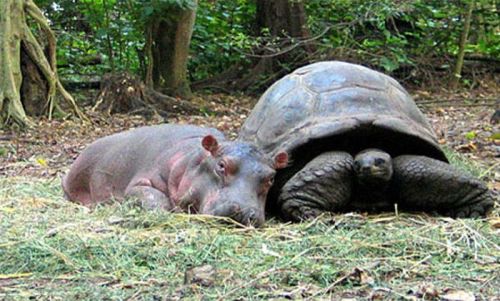 ハムスター速報：赤ちゃんカバと親友の１３０歳のカメ  130-year-old turtle best friend and baby hippopotamus