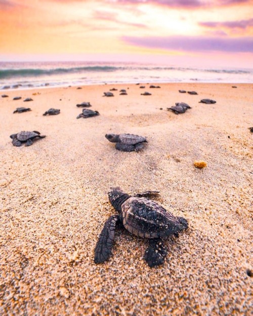 wanderloco: Magical Moments La Punta Zicatela  | emmett_sparling