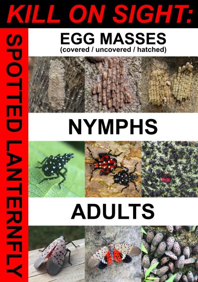 spontaneousmusicalnumber:great-and-small:crusader-kings:trichoglossus:crusader-kings:Here’s a reminder to kill this fucker with no hesitation if you see them!For context: this is a spotted lanternfly, it is highly invasive in the US, and causes