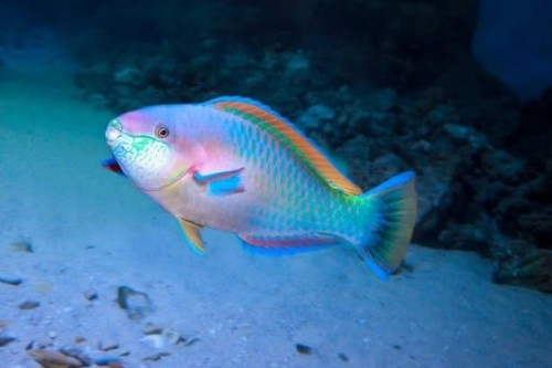 Parrotfish Are A Group Of Fish Species Traditionally Regarded As A Family (Scaridae), But Now Often Treated