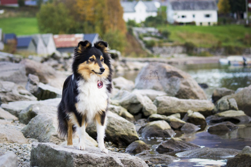 spartathesheltie:My little warrior