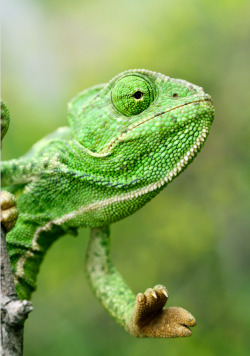 https://69.media.tumblr.com/6b5c49760a061643bef625a085cb3fd4/tumblr_mkqqtpAaBS1rlae64o1_500.png