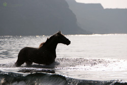 transperceneige:DERROCHE, pure spanish horse,