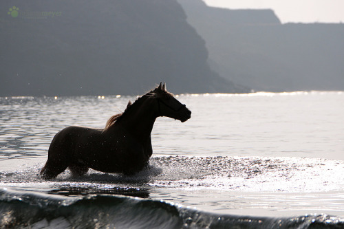 transperceneige:DERROCHE, pure spanish horse, by Juliane Meyer.