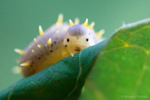 wildtokyo-jp: The hedgehog bonze boyA larva of Siobla feroxリアルいがぐりぼうずオオコシアカハバチ（大腰赤葉蜂）幼虫