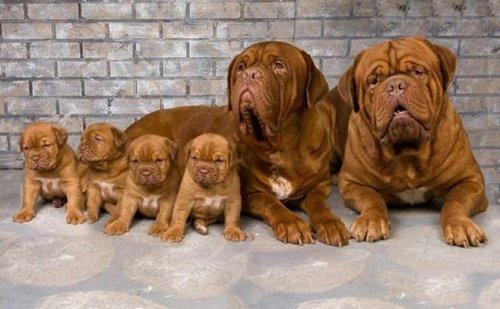 French Mastiff  (Dogue de Bordeaux) Family