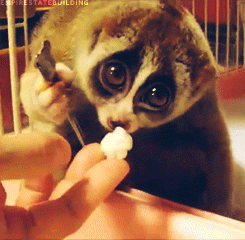 : You tube sensation: SLOW LORIS animal cruelty