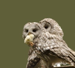 royalowls:  Ural Owls