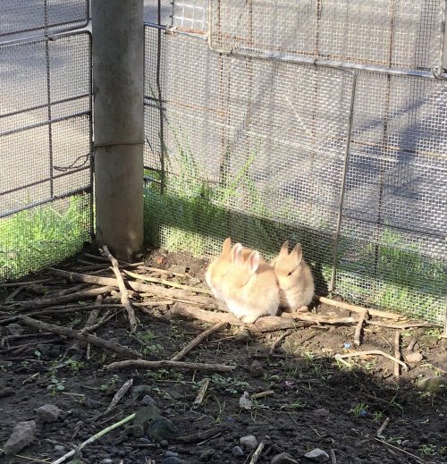 cuteanimals-only:  sun basking babies