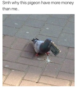 yourbrothershotfriend:THIS IS THE MONEY PIGEON!!! REBLOG FOR MONETARY WEALTH