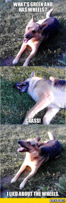 srsfunny:  My Dog Acting Like That Huskyhttp://srsfunny.tumblr.com/ 