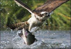 itmovesmemorelol:  Osprey’s Catch  Photo