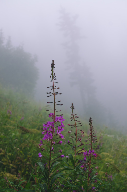 Foggy Meadow