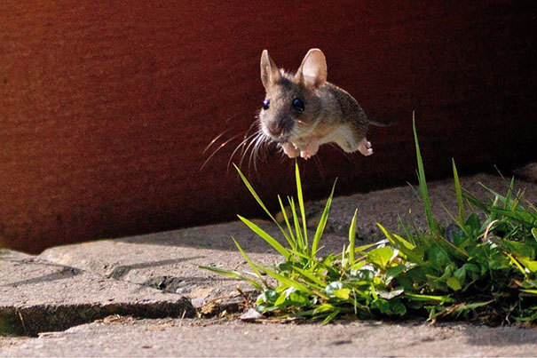 jedavu:  10 Photos Taken At Just The Right Moment