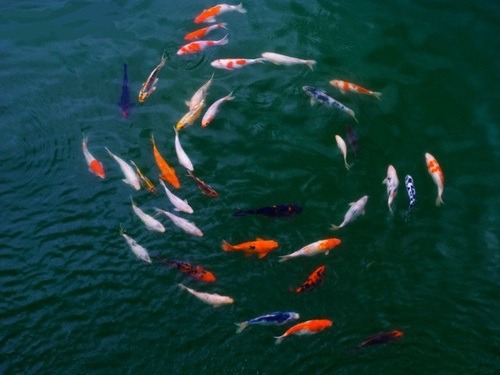 oooooooo:No Face - malformalady: Koi fish swimming in a circle