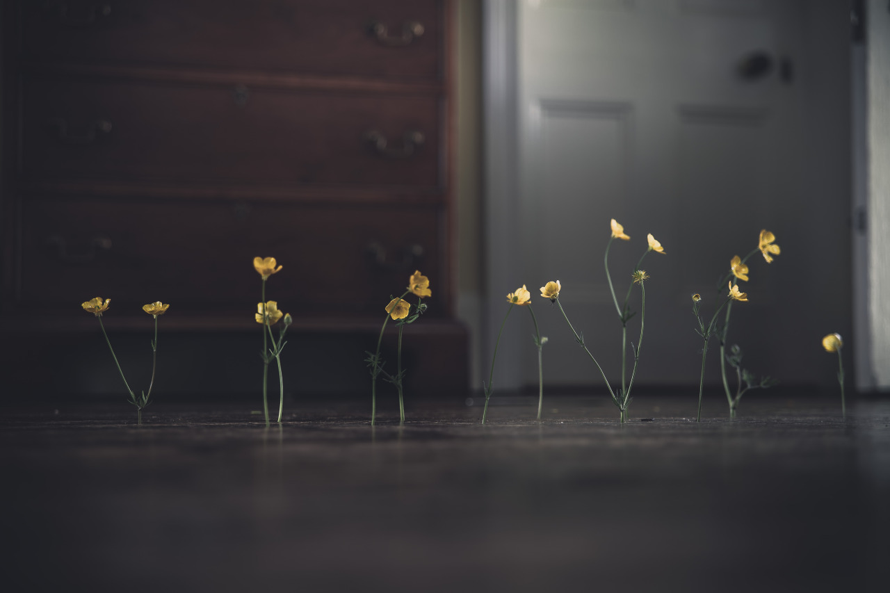 freddie-photography:  pintora-art:  Freddie Ardley “Flowers and Floorboards No.1”