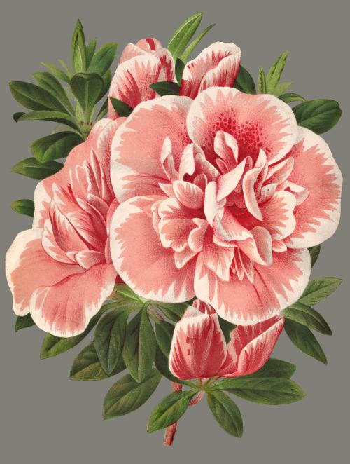 clawmarks: Azalea imperatrice des Indes. L'Illustration horticole - Lemaire, Charles Antoine - vol. 