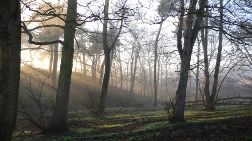 forestmood:Thurstaston Wood 004 by TheAndyMac