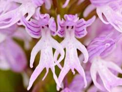miss-vortex:The Orchid is incredible - not only are there thousands of species all