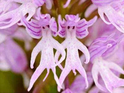 miss-vortex:The Orchid is incredible - not only are there thousands of species all